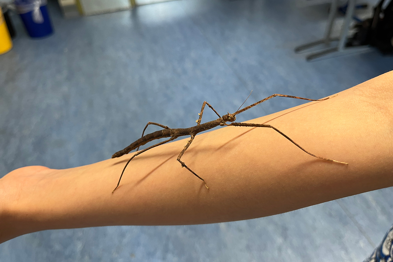 Stabschrecken Bild 3